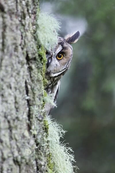 Long eared Owl - looking around tree - West Wales UK 007814