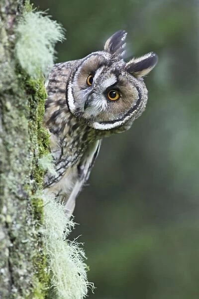 Long eared Owl - looking around tree - West Wales UK 007811