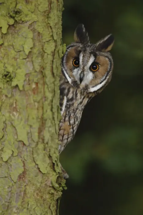 Framed Print : Long eared Owl - looks around larch tree 8570 Framed Print : Long eared Owl - looks around larch tree 8570