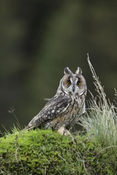 Framed Print : Long eared Owl - on mossy bank - West Wales UK 007832 Framed Print : Long eared Owl - on mossy bank - West Wales UK 007832