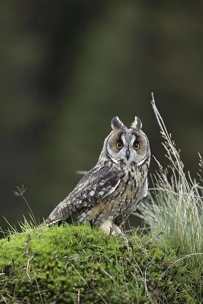Long eared Owl - on mossy bank - West Wales UK 007832
