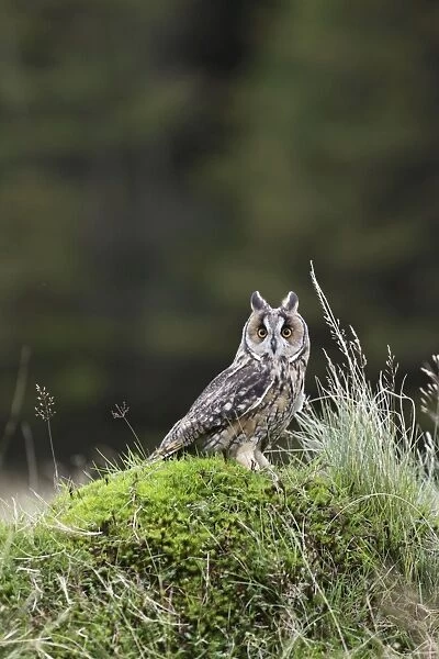 Long eared Owl - on mossy bank - West Wales UK 007830
