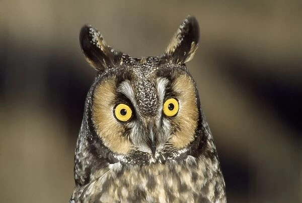 Long-eared Owl Northern Colorado, USA