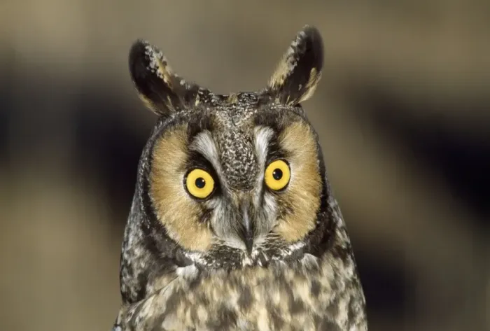 Framed Print : Long-eared Owl Northern Colorado, USA Framed Print : Long-eared Owl Northern Colorado, USA