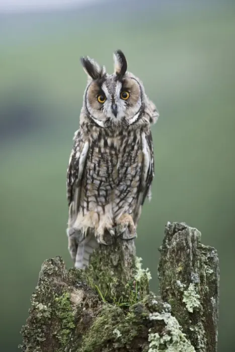 Framed Print : Long eared Owl - perched on stump - West Wales UK 007800 Framed Print : Long eared Owl - perched on stump - West Wales UK 007800