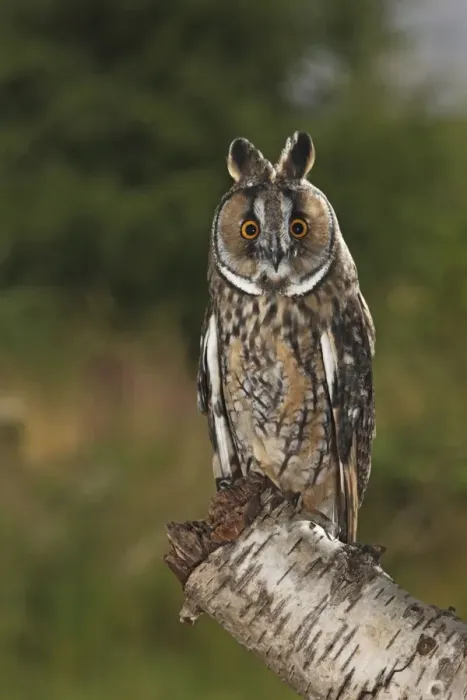 Framed Print : Long eared Owl - perched on tree stump at dusk - Bedfordshire UK 007710 Framed Print : Long eared Owl - perched on tree stump at dusk - Bedfordshire UK 007710
