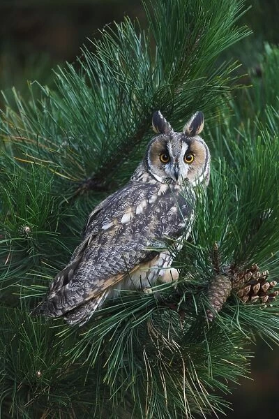 Long eared Owl - in pine tree 8625