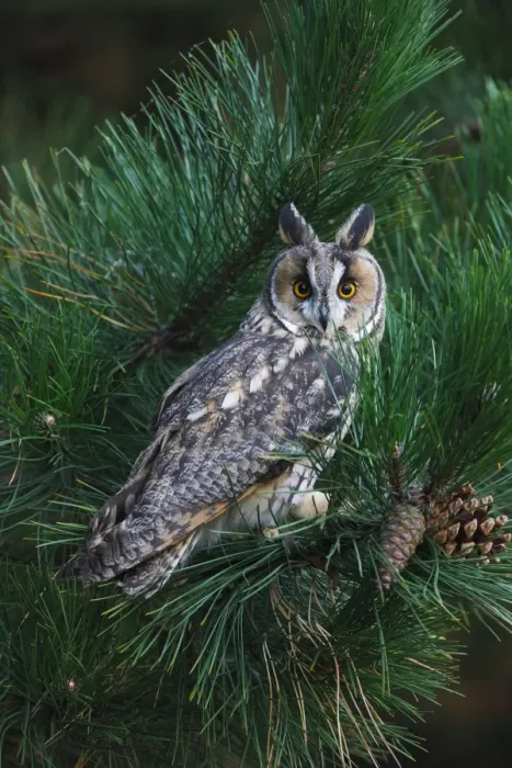 Framed Print : Long eared Owl - in pine tree 8625 Framed Print : Long eared Owl - in pine tree 8625