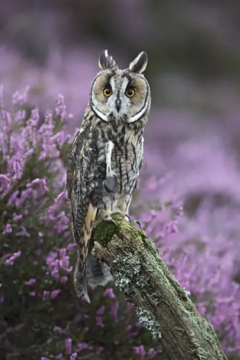 Framed Print : Long eared Owl - on post in heather - West Wales UK 007835 Framed Print : Long eared Owl - on post in heather - West Wales UK 007835