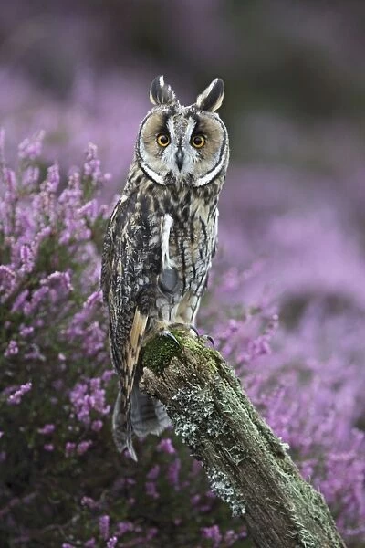 Long eared Owl - on post in heather - West Wales UK 007835
