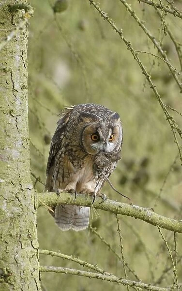 Long eared Owl - with prey in larch tree 8565