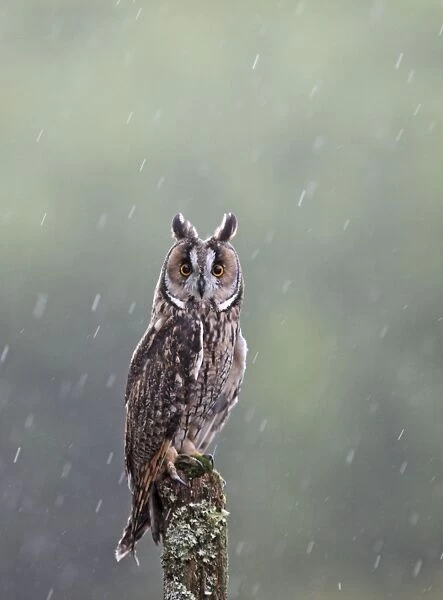 Long eared Owl - in rain - West Wales UK 007932