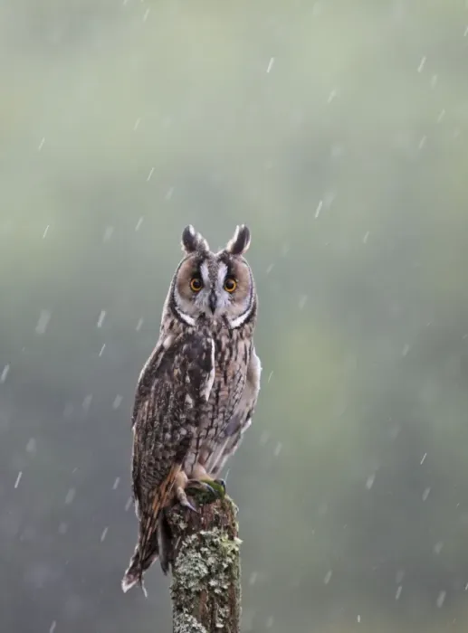 Framed Print : Long eared Owl - in rain - West Wales UK 007932 Framed Print : Long eared Owl - in rain - West Wales UK 007932