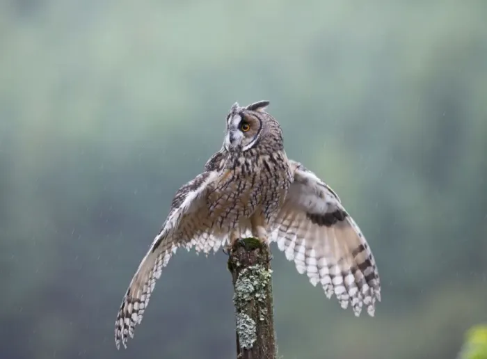 Framed Print : Long eared Owl - in rain - West Wales UK 007934 Framed Print : Long eared Owl - in rain - West Wales UK 007934