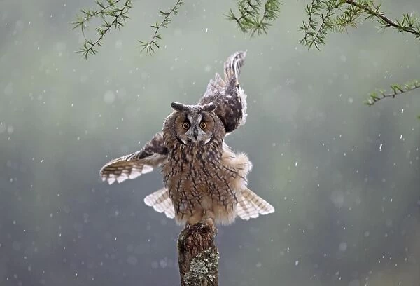 Long eared Owl - in rain - West Wales UK 007936