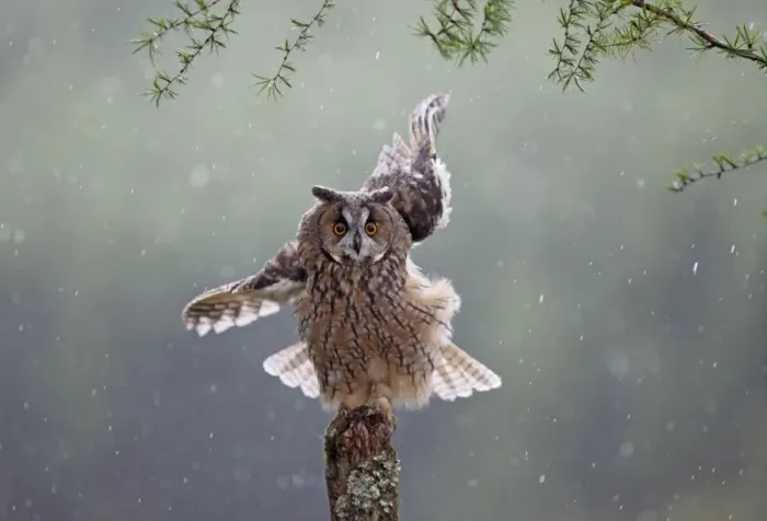 Framed Print : Long eared Owl - in rain - West Wales UK 007936 Framed Print : Long eared Owl - in rain - West Wales UK 007936