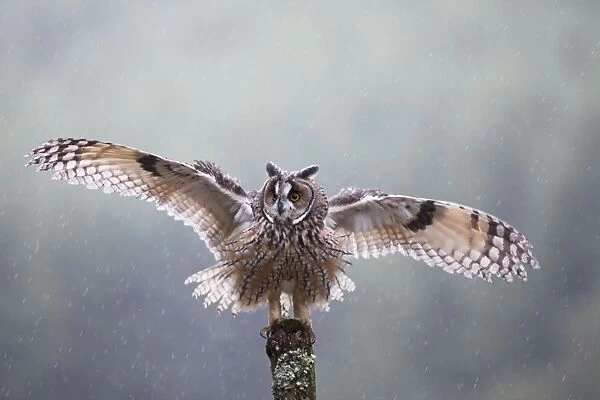 Long eared Owl - in rain with wings spread - West Wales UK 007933