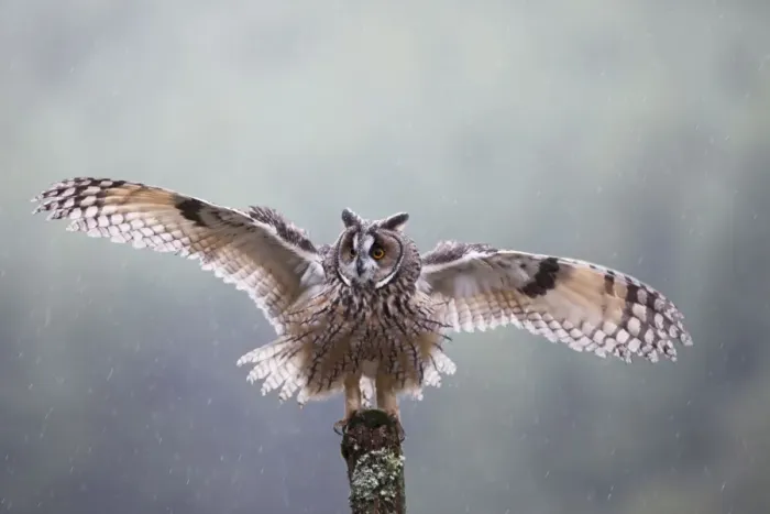 Framed Print : Long eared Owl - in rain with wings spread - West Wales UK 007933 Framed Print : Long eared Owl - in rain with wings spread - West Wales UK 007933