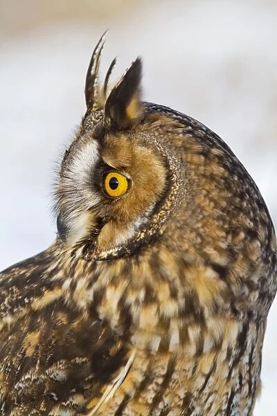 Long eared Owl - in snow - close up - controlled conditions 8678