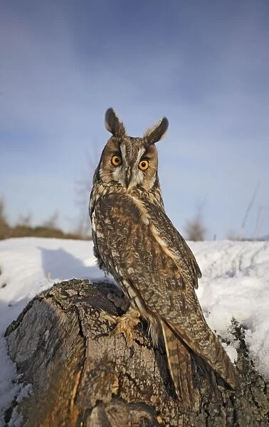 Long eared owl - in snow - looking over shoulder - wide angle - Bedfordshire UK 008145