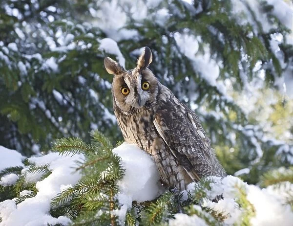Long eared Owl - in snow - perched in fir tree - Bedfordshire UK 008153