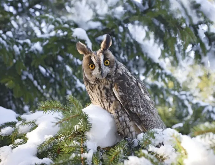 Framed Print : Long eared Owl - in snow - perched in fir tree - Bedfordshire UK 008153
