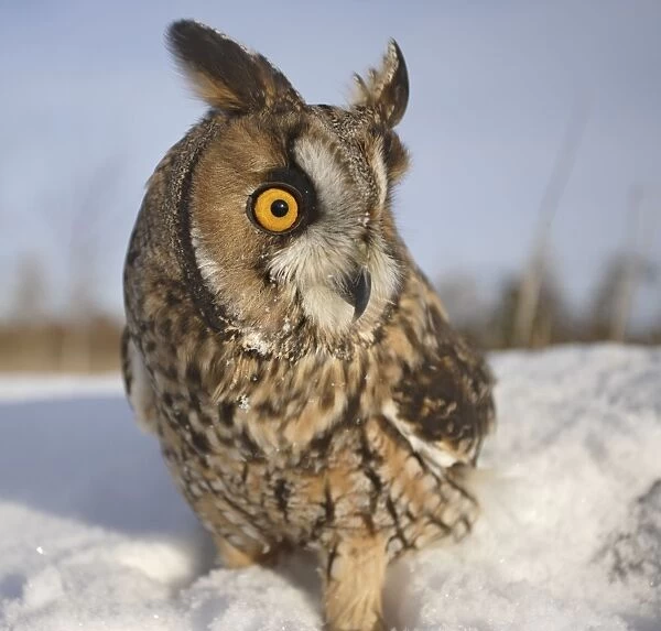 Long eared Owl - in snow - wide angle - Bedfordshire UK 008143