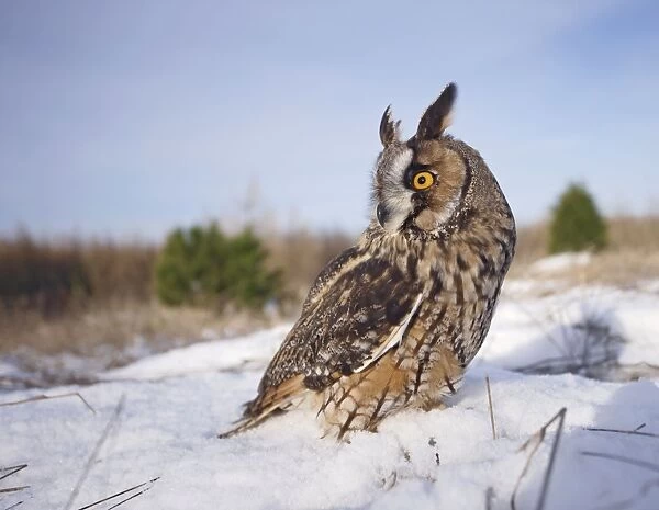 Long eared Owl - in snow - wide angle - Bedfordshire UK 008149