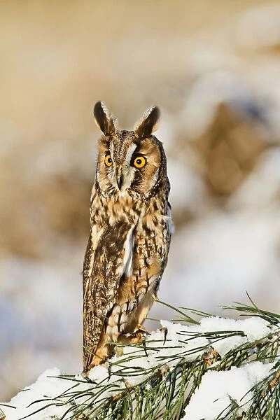 Long eared Owl - on snowy branch - camouflage posture - controlled conditions 8693