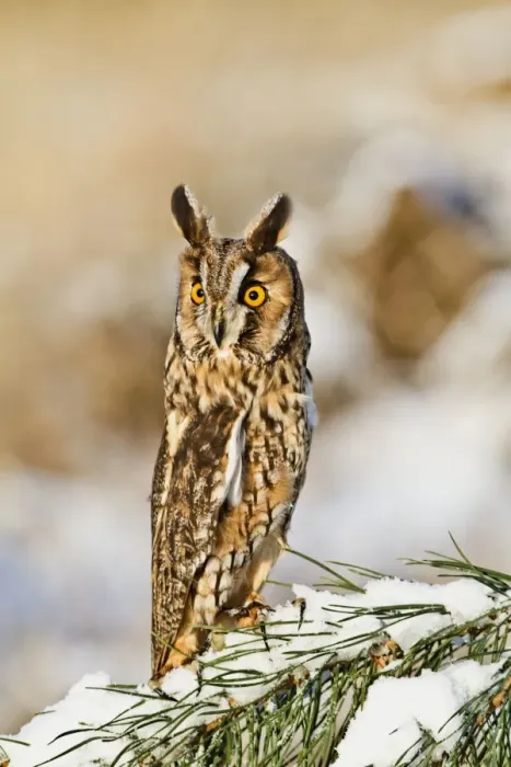 Framed Print : Long eared Owl - on snowy branch - camouflage posture - controlled conditions 8693 Framed Print : Long eared Owl - on snowy branch - camouflage posture - controlled conditions 8693
