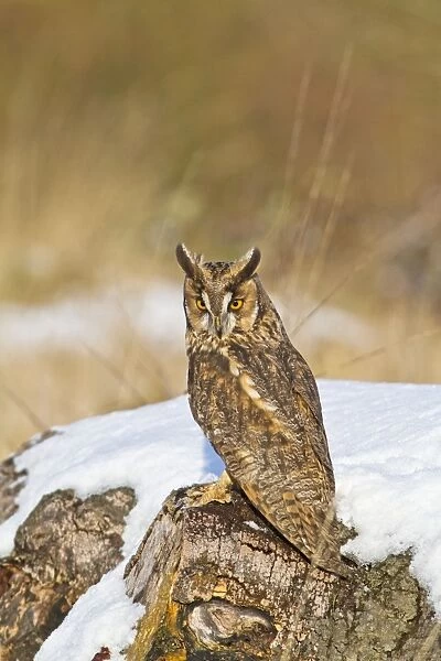 Long eared Owl - on stump in snow - controlled conditions 8676