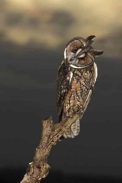 Long Eared Owl - on stump at sunset - Bedfordshire UK 008082