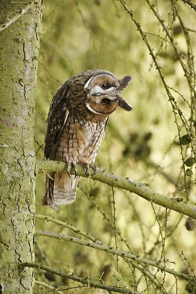 Long eared Owl - turning head in larch tree 8563