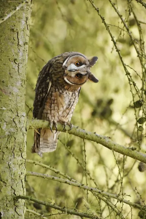Framed Print : Long eared Owl - turning head in larch tree 8563 Framed Print : Long eared Owl - turning head in larch tree 8563