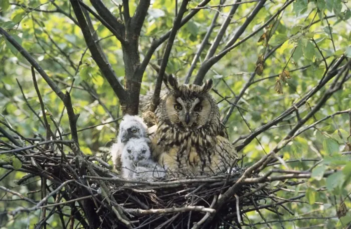 Framed Print : Long Eared Owl UK Framed Print : Long Eared Owl UK
