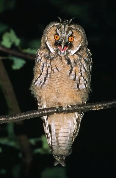 Long-eared Owl USH 356 Young bird begging for food Asio otus © Duncan Usher  /  ardea. com