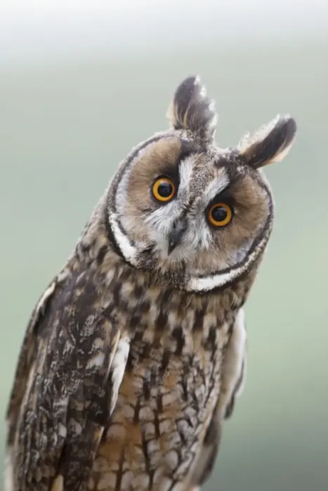 Framed Print : Long eared Owl - West Wales UK 007804 Framed Print : Long eared Owl - West Wales UK 007804
