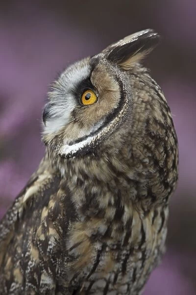 Long eared owl - West Wales UK 007842