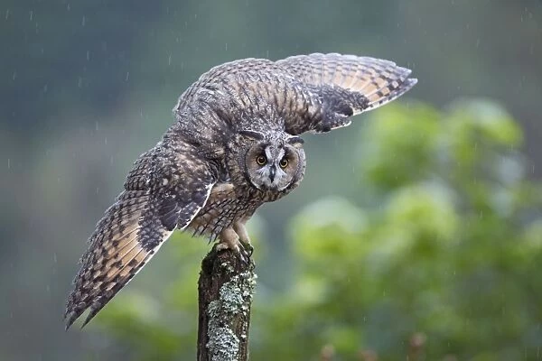 Long eared Owl - wings spread in rain - West Wales UK 007930