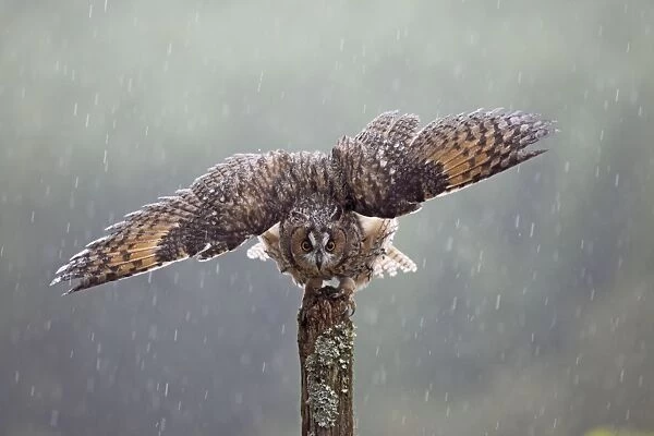 Long eared Owl - with wings spread in rain - West Wales UK 007939