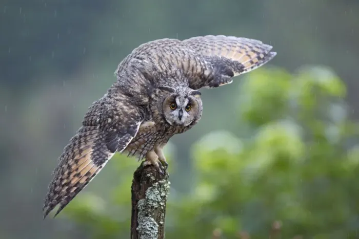 Framed Print : Long eared Owl - wings spread in rain - West Wales UK 007930 Framed Print : Long eared Owl - wings spread in rain - West Wales UK 007930