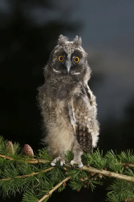 Framed Print : Long Eared Owl - youngster at dusk - Bedfordshire - UK 007433 Framed Print : Long Eared Owl - youngster at dusk - Bedfordshire - UK 007433