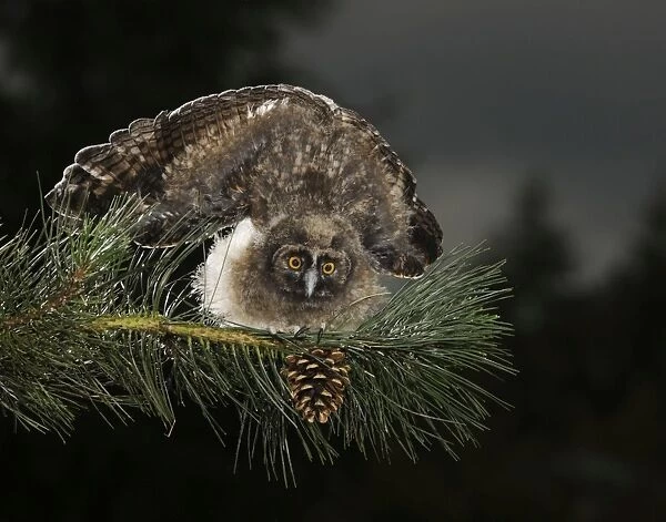 Long Eared Owl - youngster at dusk - threat display - Bedfordshire - UK 007420