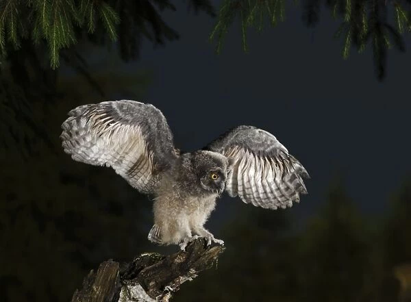 Long Eared Owl - youngster at dusk - wing flapping - Bedfordshire - UK 007438
