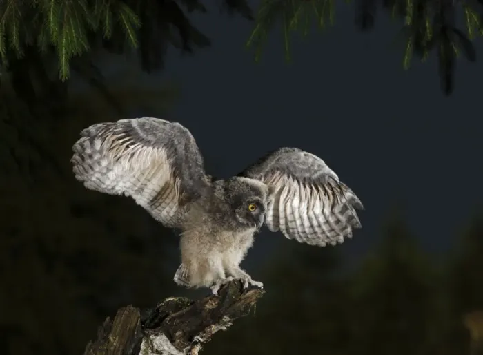 Framed Print : Long Eared Owl - youngster at dusk - wing flapping - Bedfordshire - UK 007438 Framed Print : Long Eared Owl - youngster at dusk - wing flapping - Bedfordshire - UK 007438