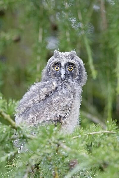 Long Eared Owl - youngster in larch tree - Bedfordshire - UK 007469