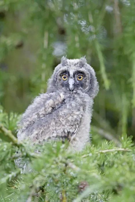 Framed Print : Long Eared Owl - youngster in larch tree - Bedfordshire - UK 007469 Framed Print : Long Eared Owl - youngster in larch tree - Bedfordshire - UK 007469