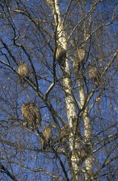 Long Eared Owls - large group roosting in a tree   