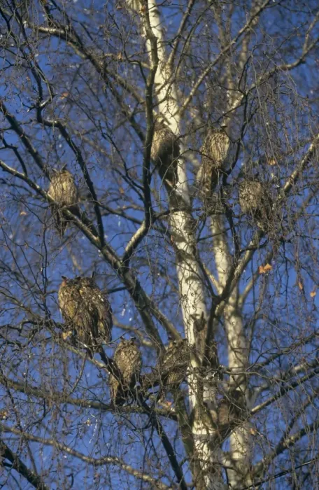 Framed Print : Long Eared Owls - large group roosting in a tree Framed Print : Long Eared Owls - large group roosting in a tree