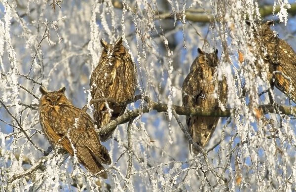 Long-eared Owls - in snowy tree